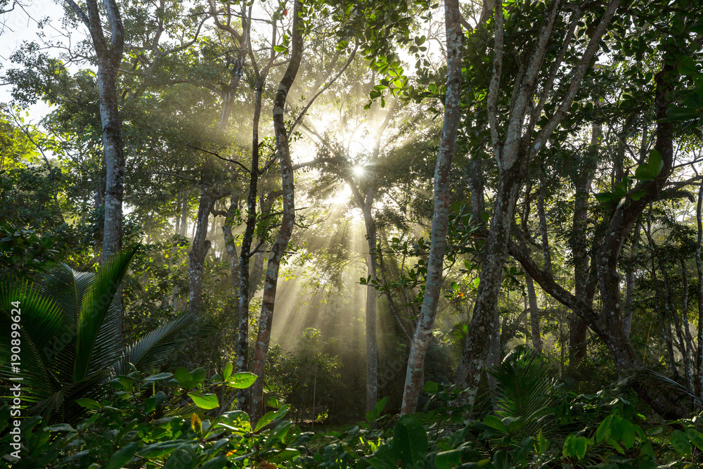 Naklejka premium Dżungla w Kostaryce