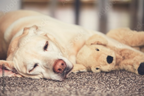 Fototapeta Naklejka Na Ścianę i Meble -  Dog resting with his plush toy