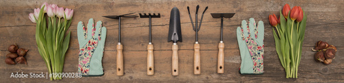 Red tulips and garden tools on rustic background. Rake, spade, hoe, gloves