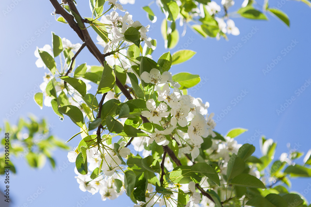 Cherry tree spring blossom, branch with flowers