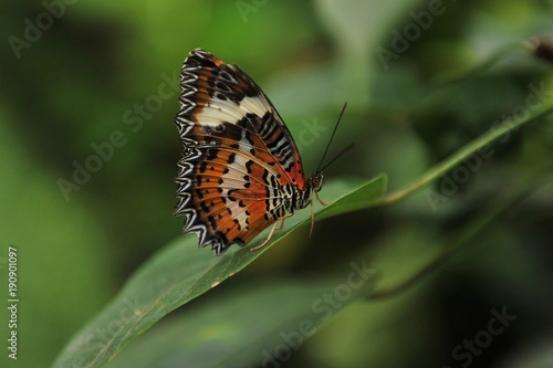 Butterflies on the flowers and leaves of bushes. Bali Island, Indonesia © Oleksandr Umanskyi