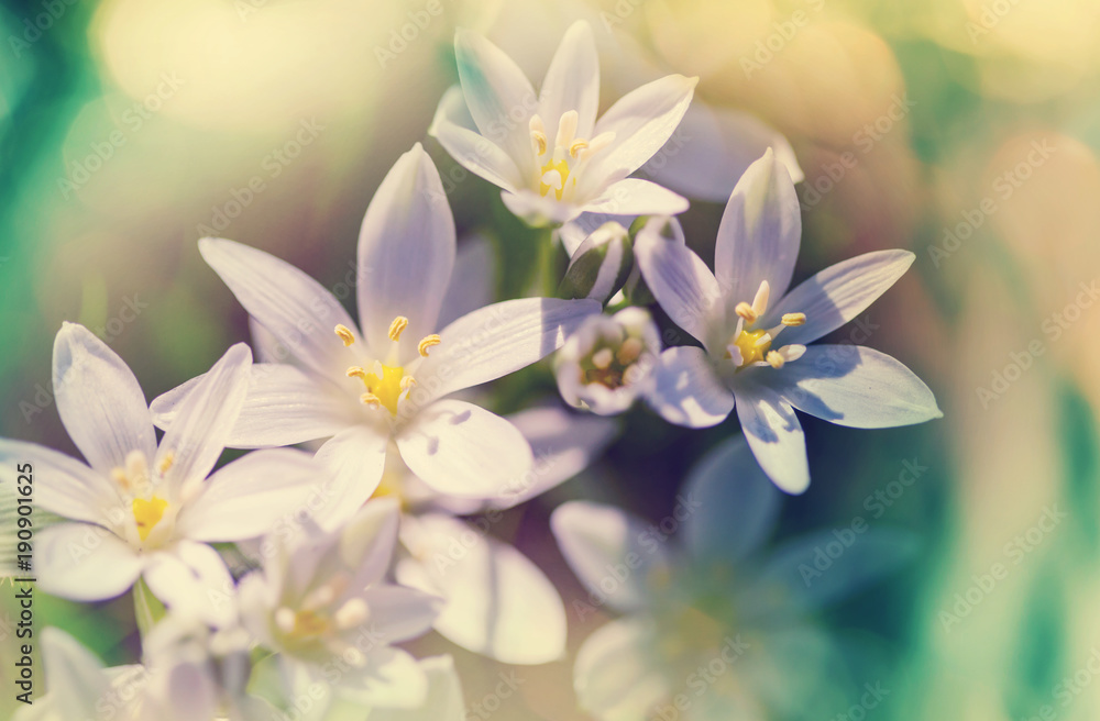 Fototapeta premium Snowdrops