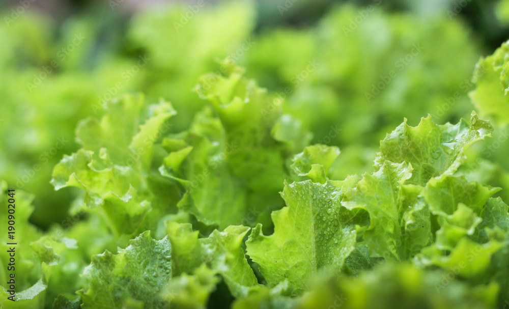 Closeup of organic Lollo biondo lettuce grown in the home garden Closeup of organic Lollo biondo lettuce grown in the home garden
