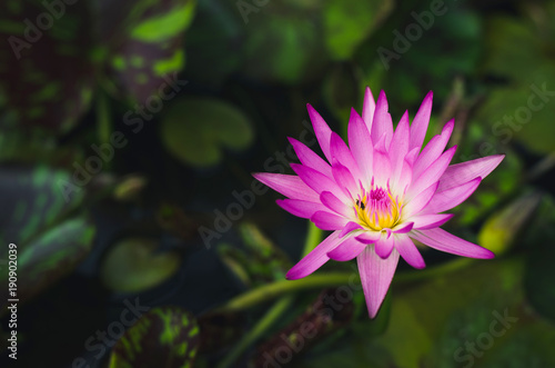 pink lotus in pond in top view with bee in pollen. important flower in buddhism. nature flower background.