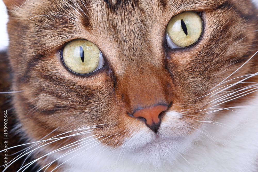 Fototapeta premium Muzzle striped domestic cat close-up