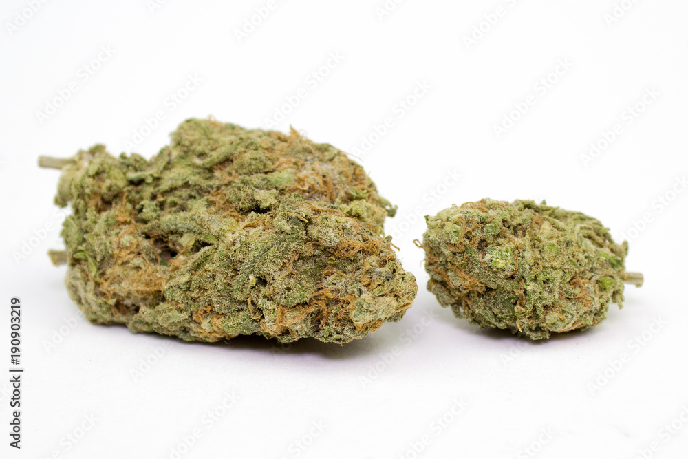marijuana bud white background marijuana bud white background