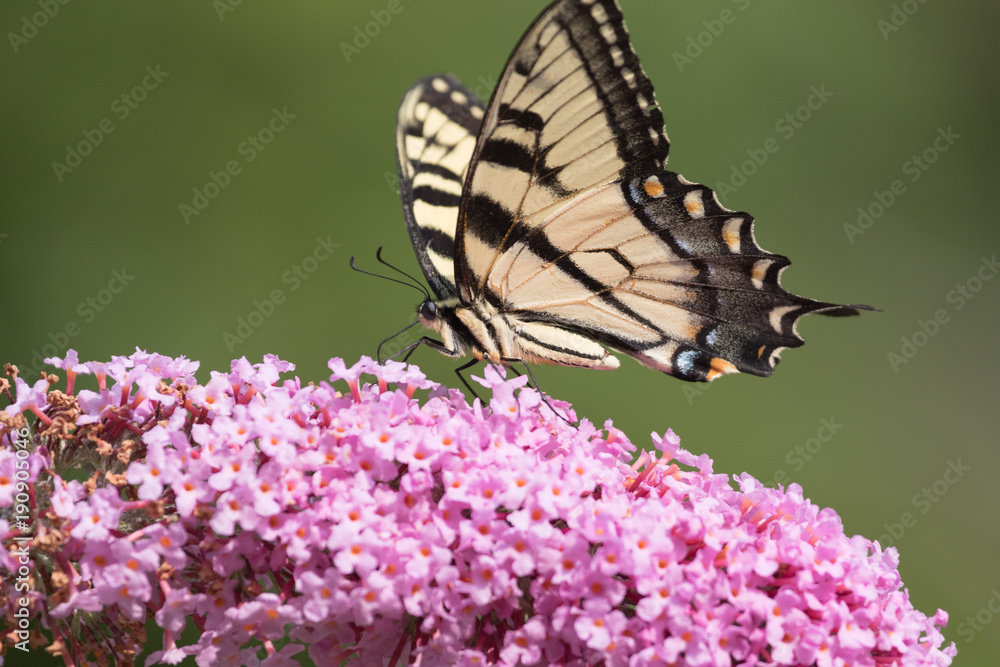 Swallowtail Butterfly