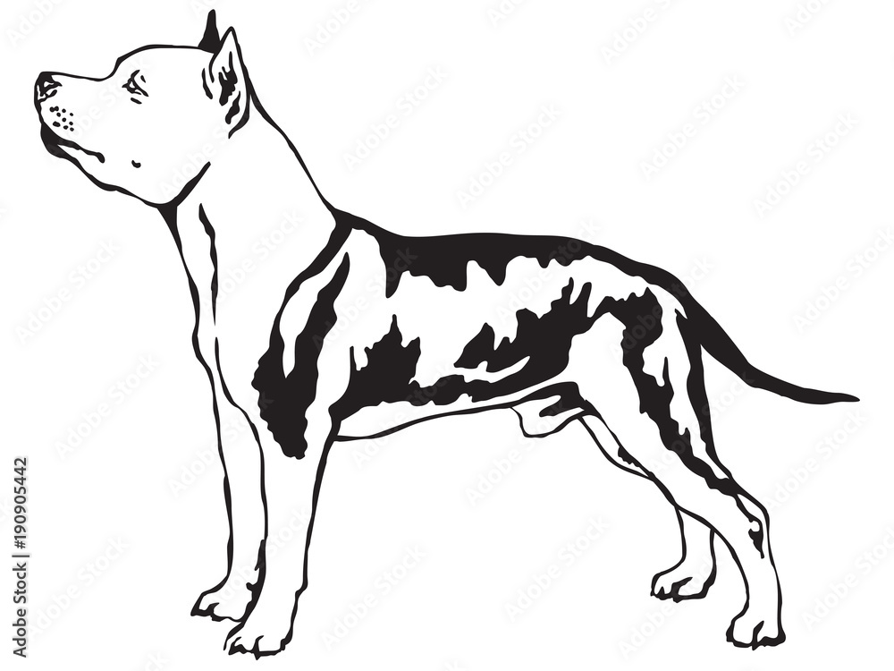 Decorative standing portrait of American Staffordshire Terrier