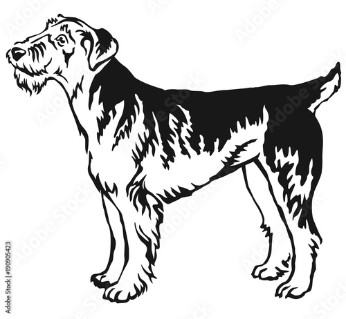 Decorative standing portrait of Airedale Terrier