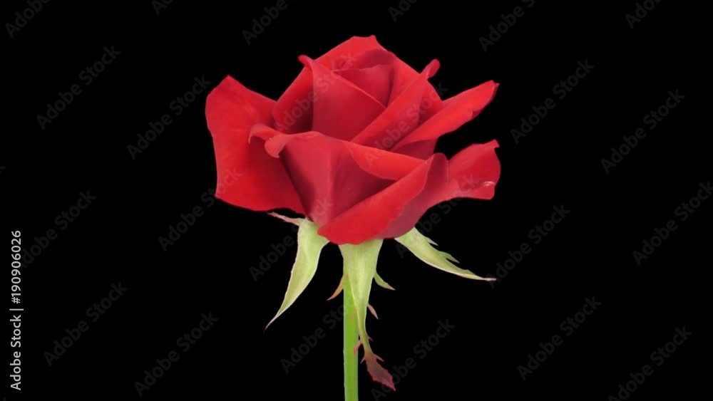 Time-lapse of opening red Kardinal rose 3x1 in Animation format with ALPHA transparency channel isolated on black background
Time-lapse of opening red Kardinal rose 3x1 in Animation format with ALPHA transparency channel isolated on black background