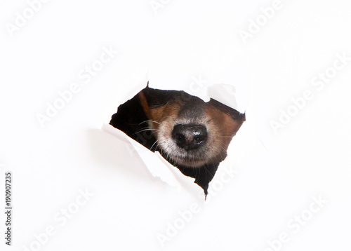 The nose of the dog peeks through the hole. Muzzle concept of a blue-tan puppy on a white background. Russian toy terrier. photo