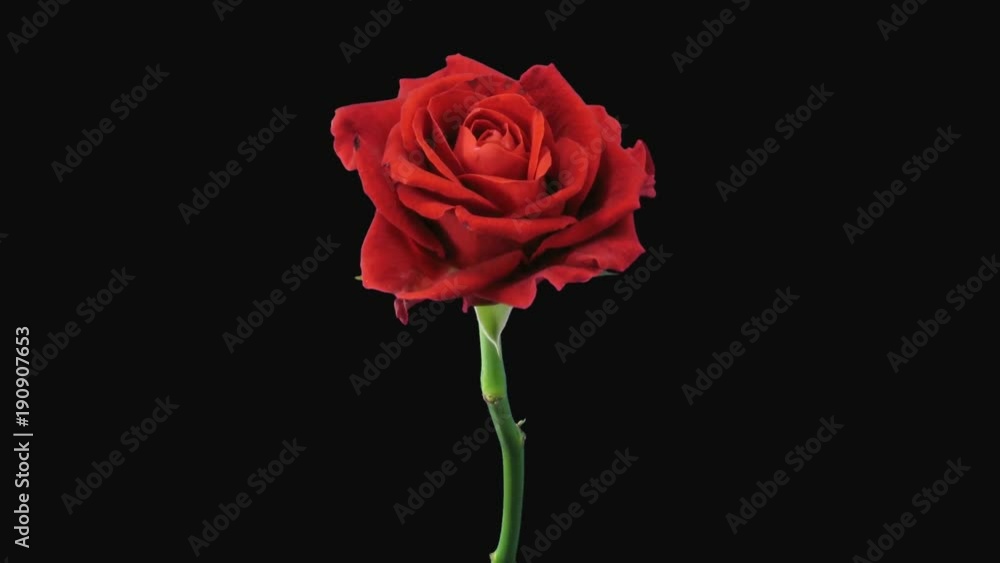 Time-lapse of dying red El Toro rose 13x1 in PNG+ format with ALPHA transparency channel isolated on black background
Time-lapse of dying red El Toro rose 13x1 in PNG+ format with ALPHA transparency channel isolated on black background