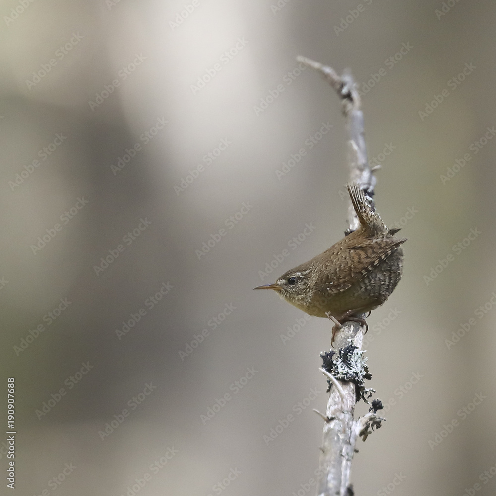 Konstfotografi Eurasian wren