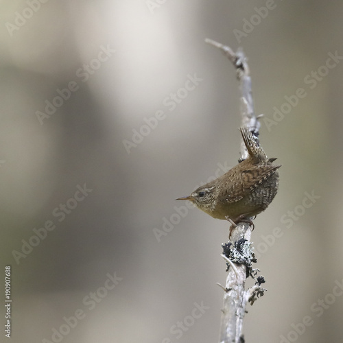 Obraz na plátně Eurasian wren