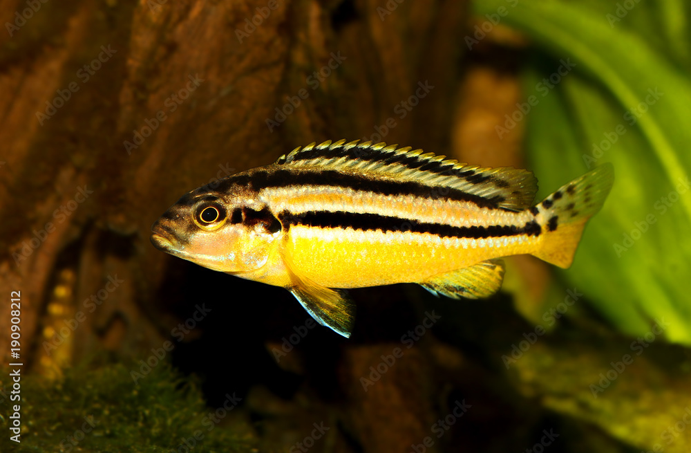 Auratus cichlid Melanochromis auratus golden mbuna aquarium fish isolated 