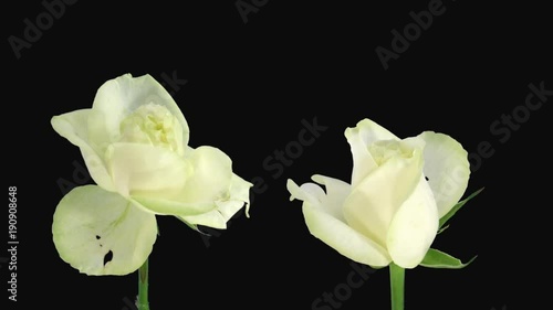 Time-lapse of opening and dying white Avalanche roses 3d1 in PNG+ format with ALPHA transparency channel isolated on black background
 photo