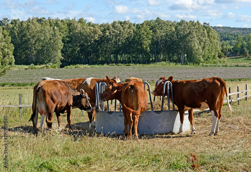 Dairy cows of breed Ayshire. Aland Islands, Finland