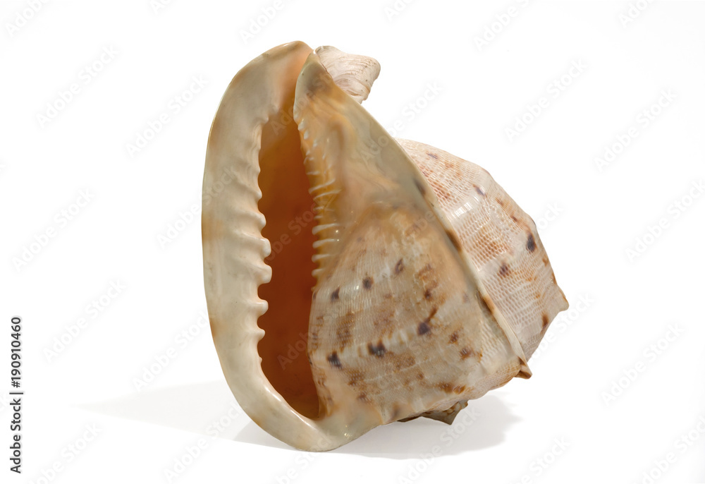 Sea shell isolated on a white background. Beautiful. Close-up in the studio. Sea shell isolated on a white background. Beautiful. Close-up in the studio.