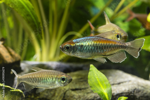 Tetra congolese in an aquarium with fish.