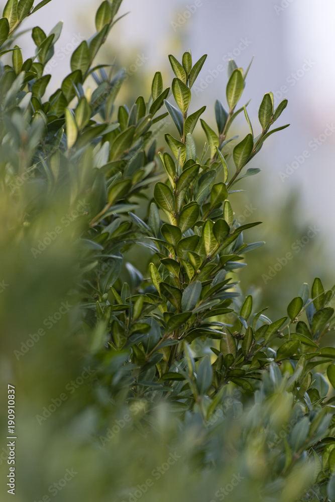 Green buxus leaves.