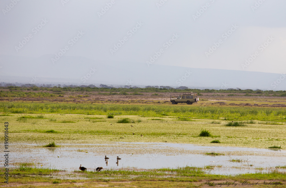 Safari Jeep crossing the Savanna near water hole Safari Jeep crossing the Savanna near water hole
