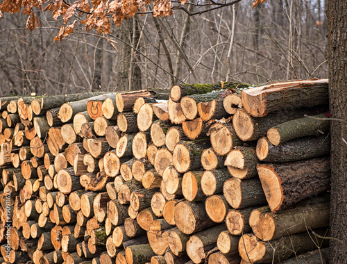 Dry chopped firewood logs i...