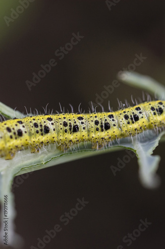 Macro detail of body part of white cabbage caterpillar. photo