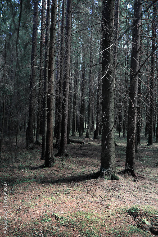 Pine forest. Depths of a forest. Journey through forest paths. T Pine forest. Depths of a forest. Journey through forest paths. T