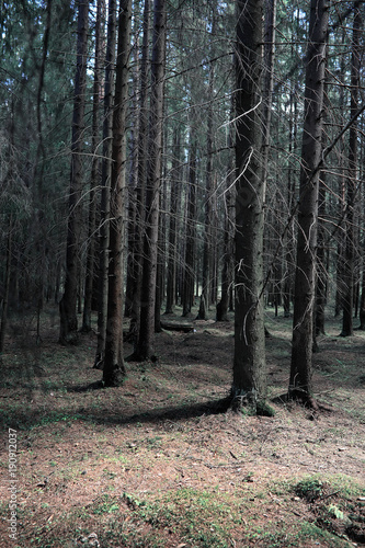 Pine forest. Depths of a forest. Journey through forest paths. T
