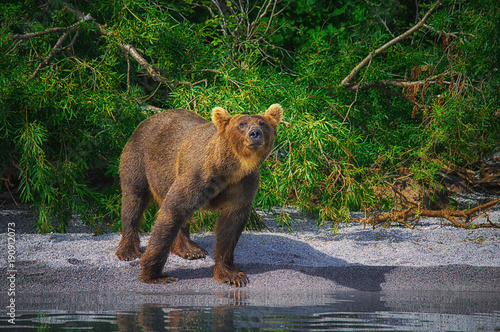Kamchatka brown bear female and bear cubs catch fish on the Kuril lake. Kamchatka Peninsula, Russia. photo