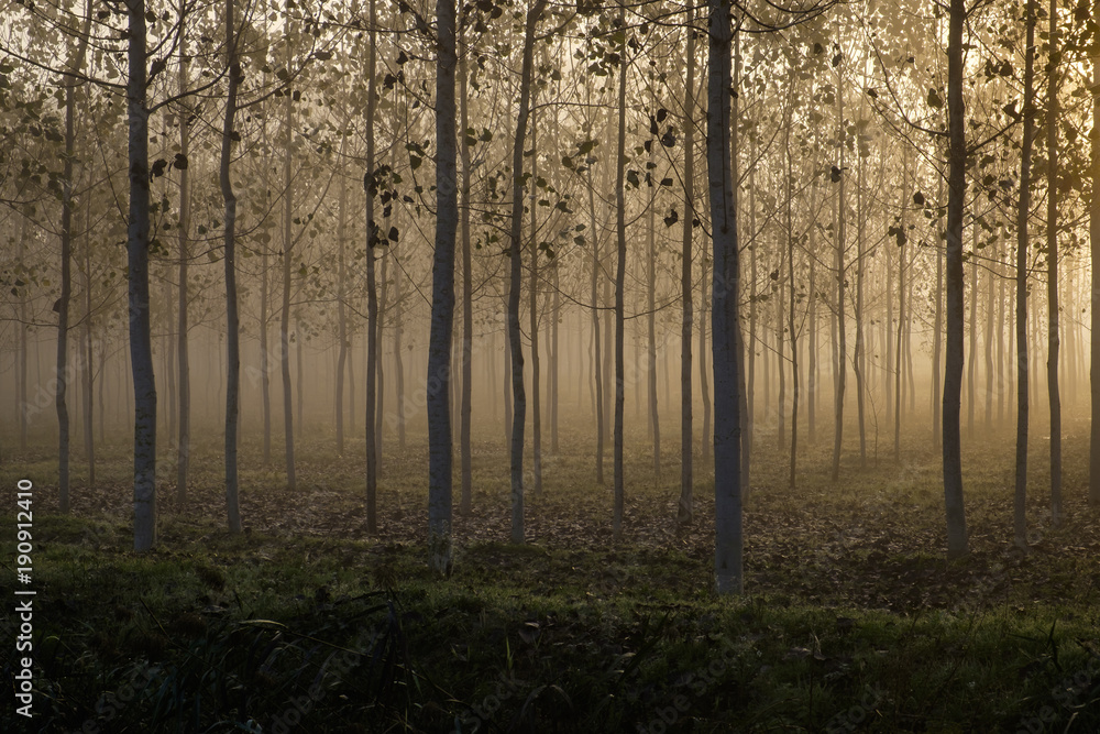 Tree plantation in a foggy day
