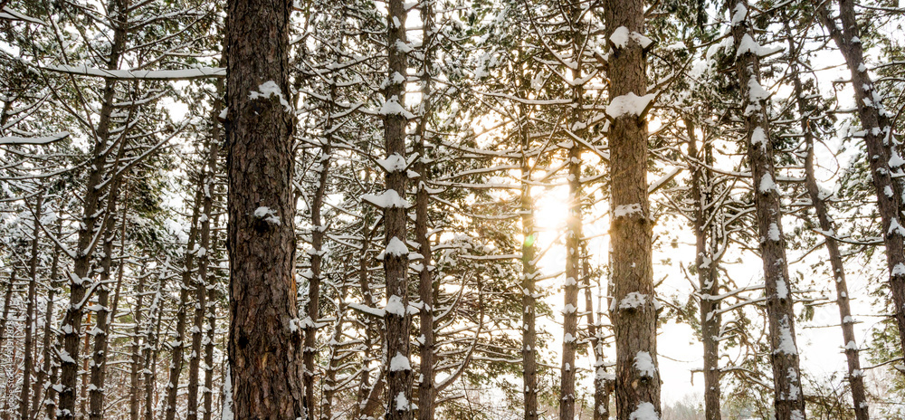 Sun in Beautiful Pine Winter Forest. Trees in Snow.