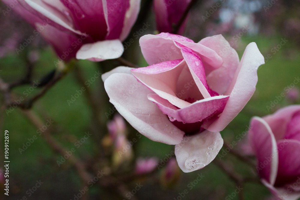 Magnolias in the Rain Magnolias in the Rain