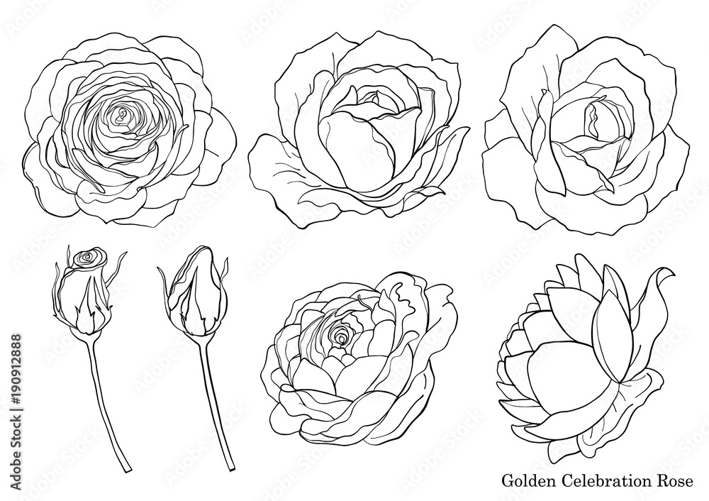 Rose vector set by hand drawing.Beautiful flower on white background ...