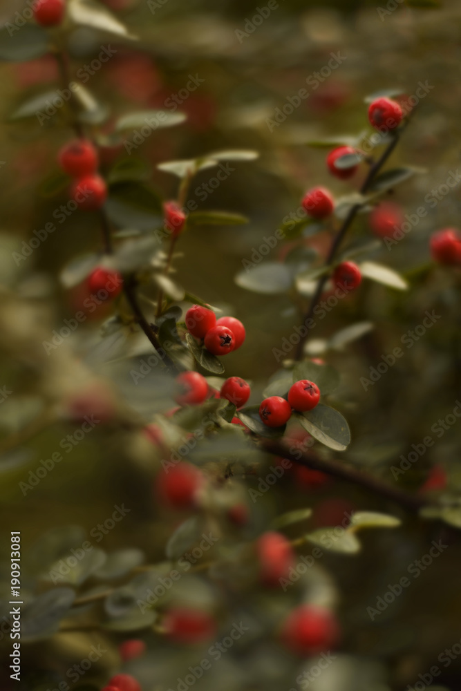 Autumn Berries