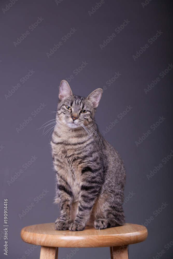 Tabby cat with an attitude sitting up tall looking at camera 