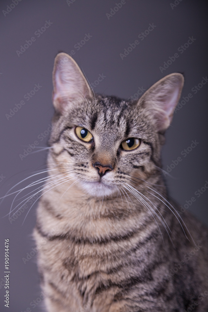 Tabby cat with long whiskers looking directly at camera 