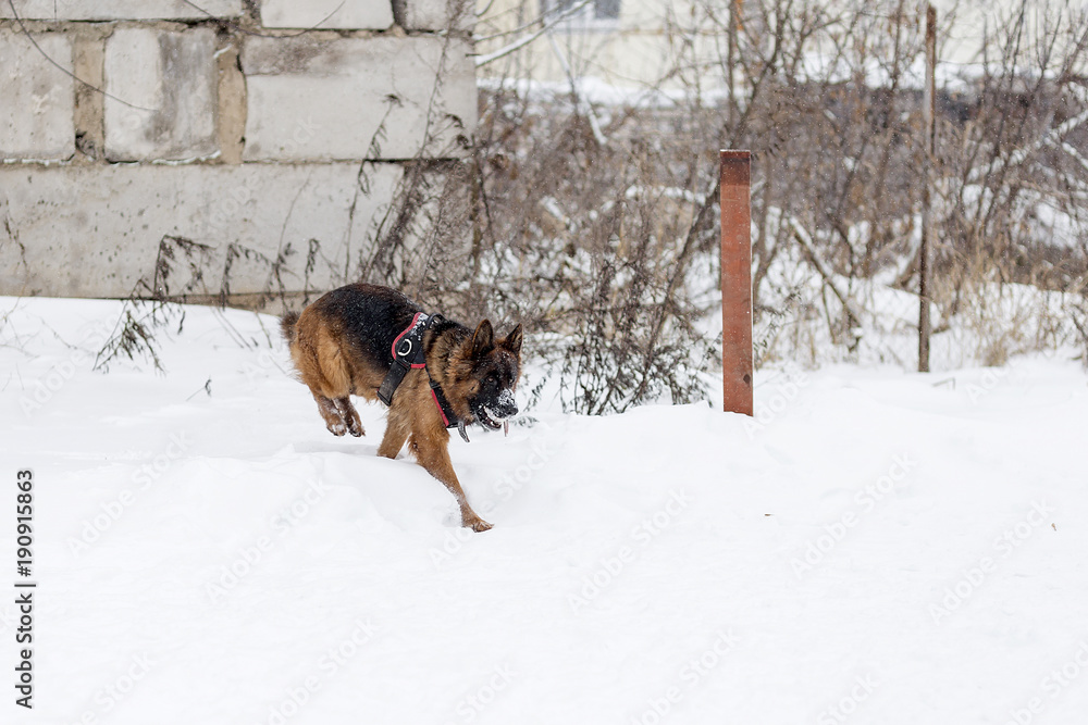 German shepherd on a walk in the winter, runs