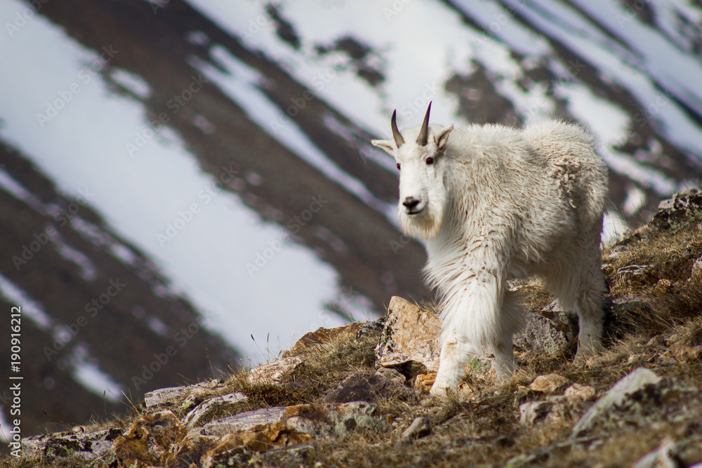 Fototapeta premium Mountain Goat on Quandry Peak