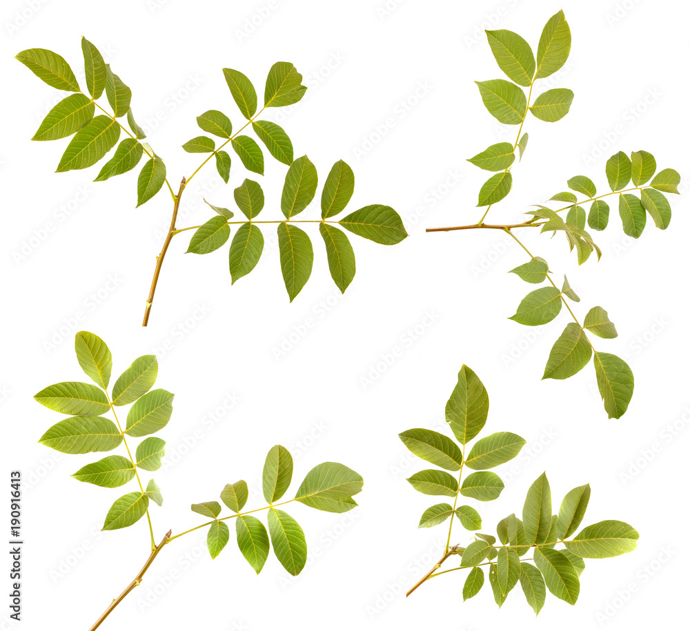 Obraz premium Branch of a nut tree on a white isolated background. Space for text. set, collection