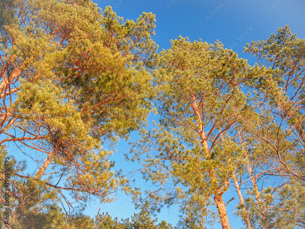 Fototapeta premium Crowns of pines on the blue sky background