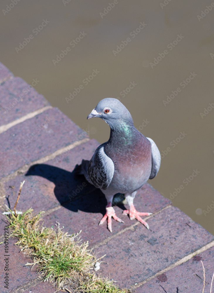 Obraz premium pigeon looking backwards on canal wall with water in the background