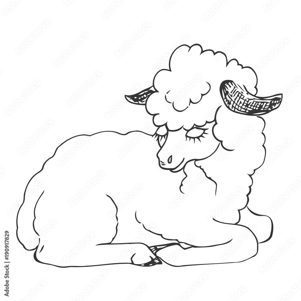 Obraz premium Lying sheep. Figure a liner. Hand drawing. Vector