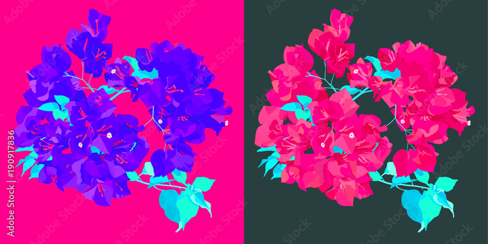 Bougainvillea 2 colour scheme