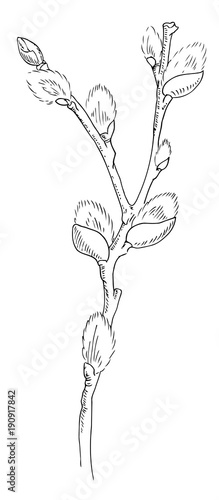 branch of a blossoming willow. Figure a liner. Hand drawing. Vector