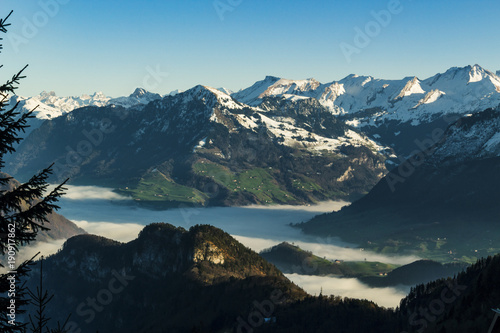 Green mountains above the clouds with snow on top with tree in foreground, Switzerland, Swiss Alps