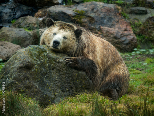 Photography grizzly bear rests on rock