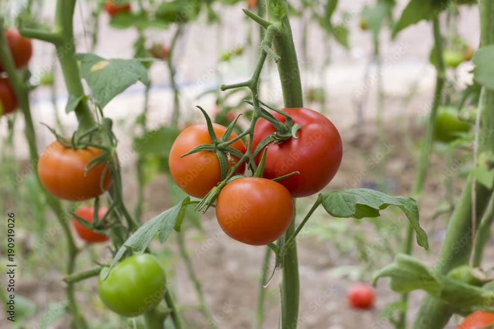 Beautiful red ripe heirloom tomatoes grown in a greenhouse. Gardening tomato photograph with copy space. Shallow depth of field