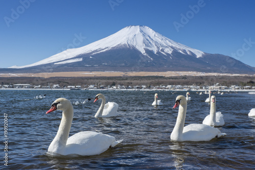 There are many swans in the mountain lake at Mount Fuji mountain. Japan