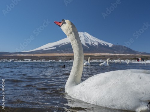 Fototapeta Naklejka Na Ścianę i Meble -  There are many swans in the mountain lake at Mount Fuji mountain. Japan